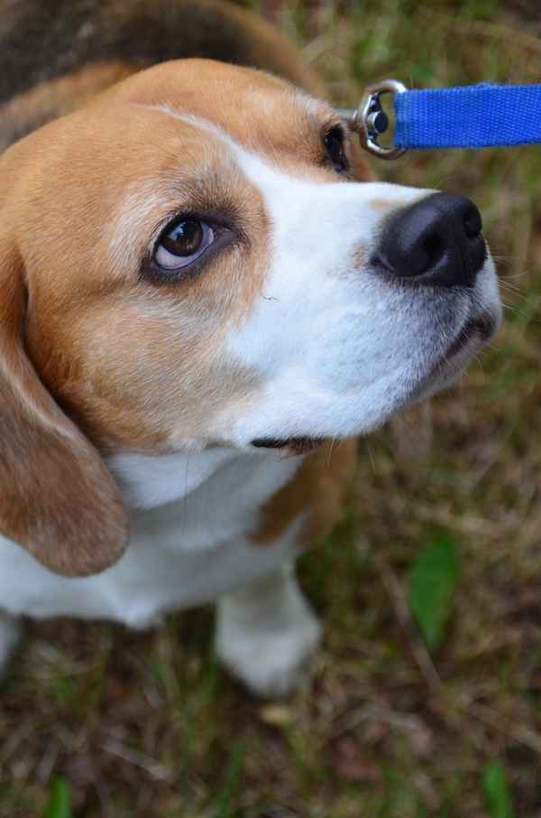 Beagle
