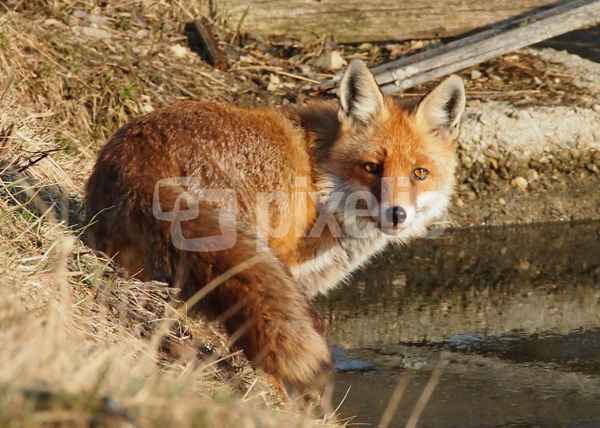 Fuchs