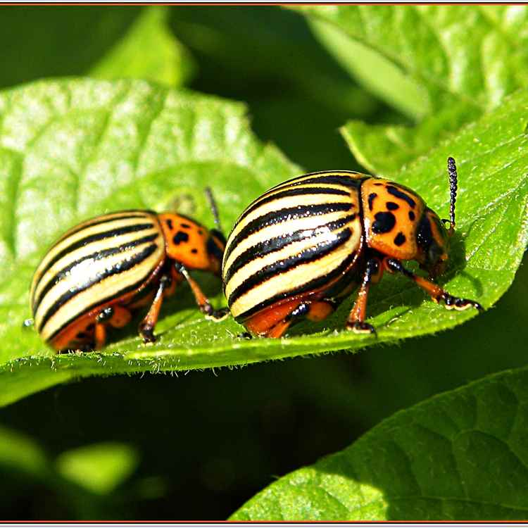 Hannemann geh du voran, du hast die größten Stiefel an.
