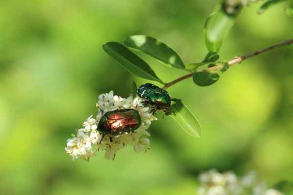 Schillernde Rosenkäfer