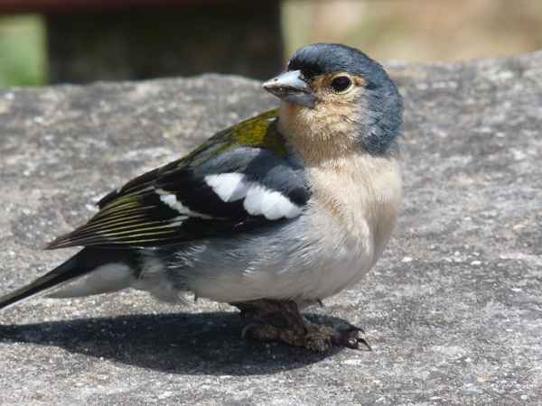 Madeira-Goldhähnchen
