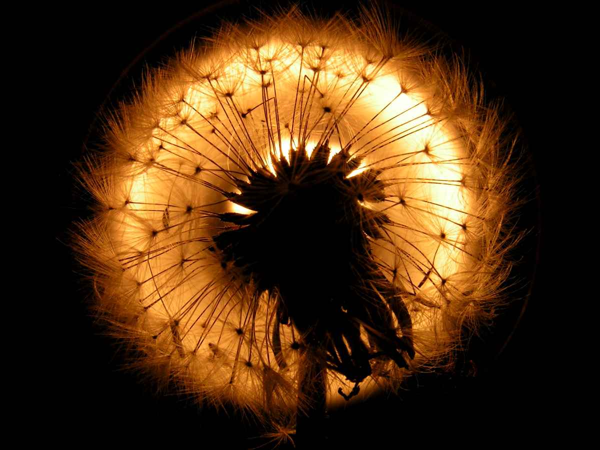 Pusteblume