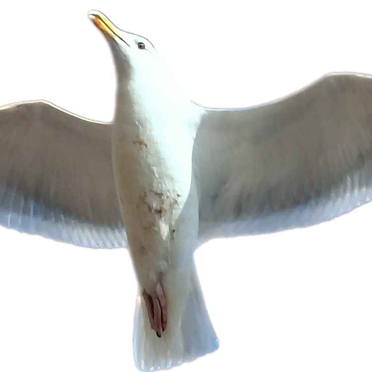 Die weiße Möwe (weißer Hintergrund)