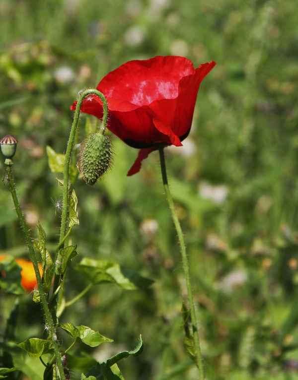 einsames Mohnblümchen auf der Wiese