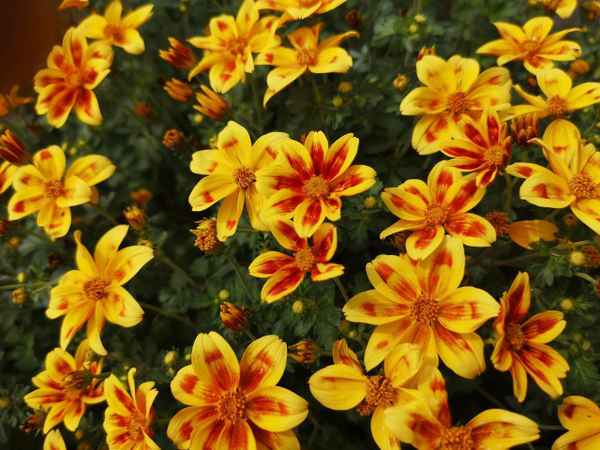 Blüten