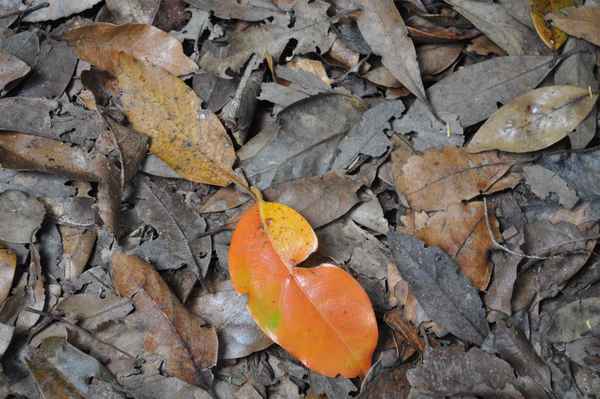 Im Anaga-Regenwald 8