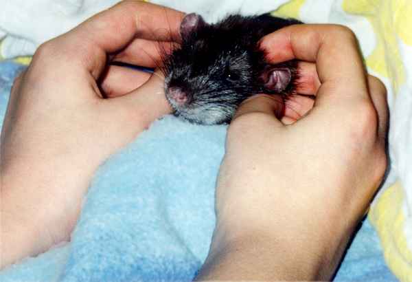 Kuschelratte