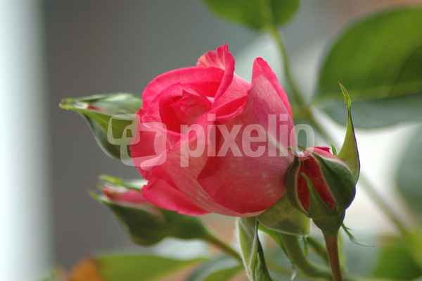 Die Blume der Liebe..