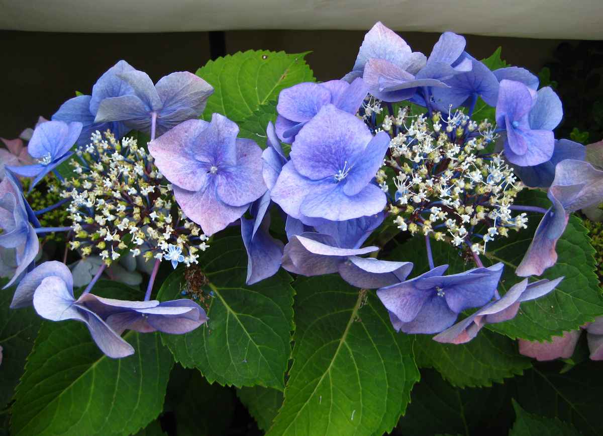 Blaue Tellerhortensie