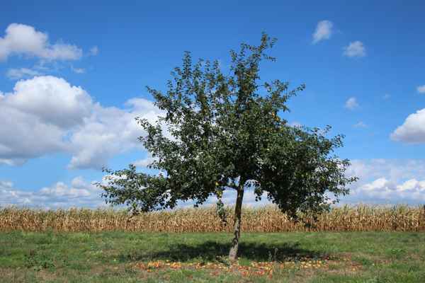 Apfelbaum