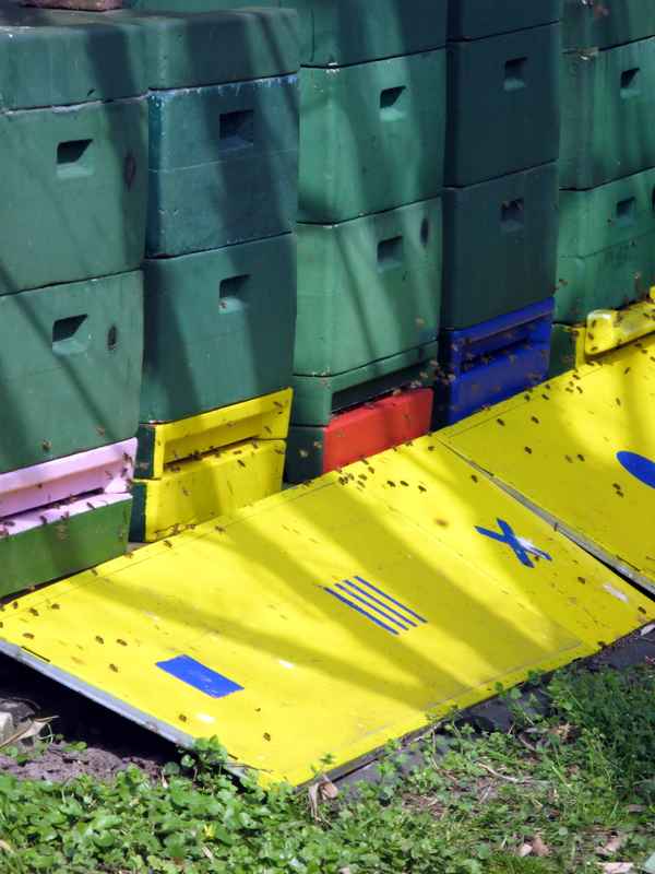 Bienen auf der Suche