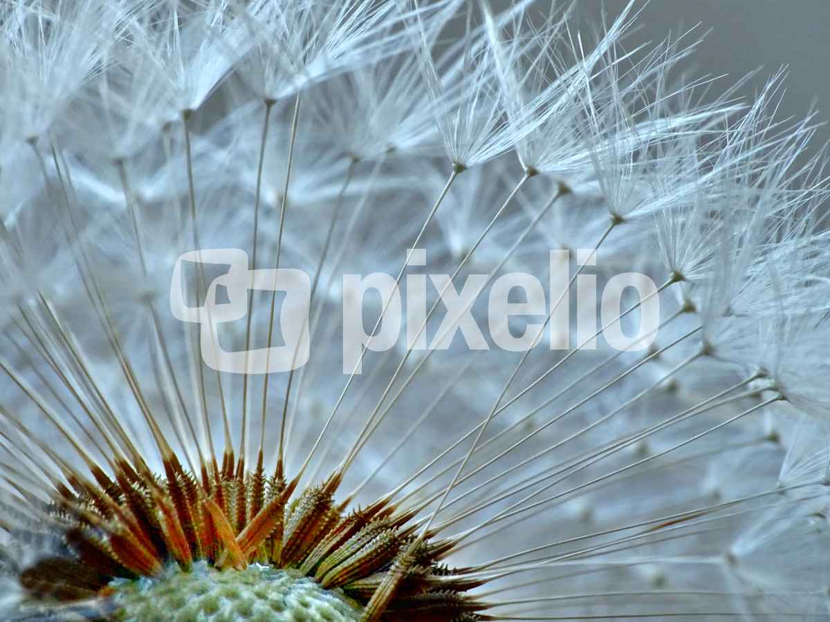 Ein 'Stück' von der Pusteblume