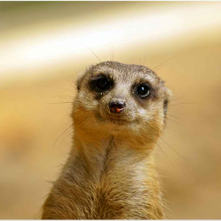 Hallo Süße - wollen wir ein wenig plaudern? ;)