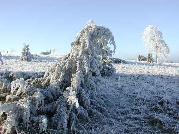 Frost