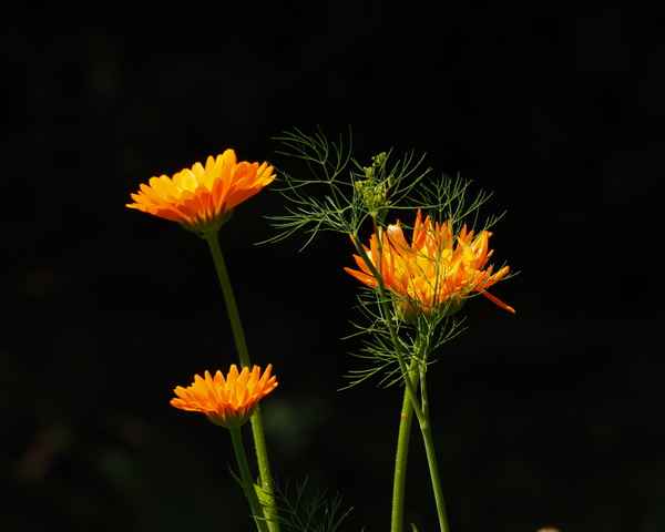calendula