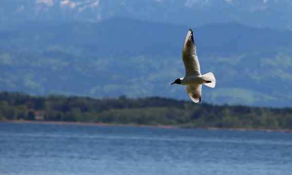 Mai.Flug