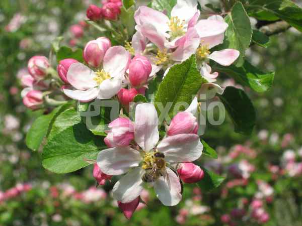 Apfelblüte