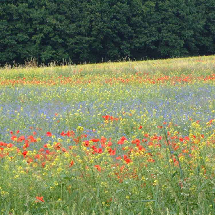 Blumenwiese