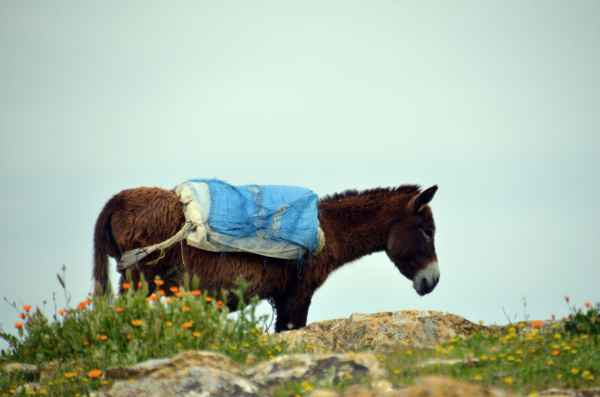 Der Esel - Transportmittel Nr. in Marokko
