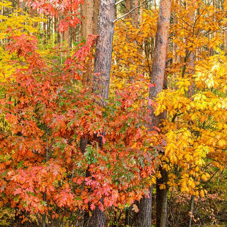 Der Herbst als Maler