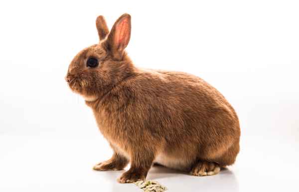 Kaninchenbaby