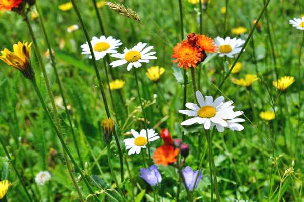 Blumenwiese
