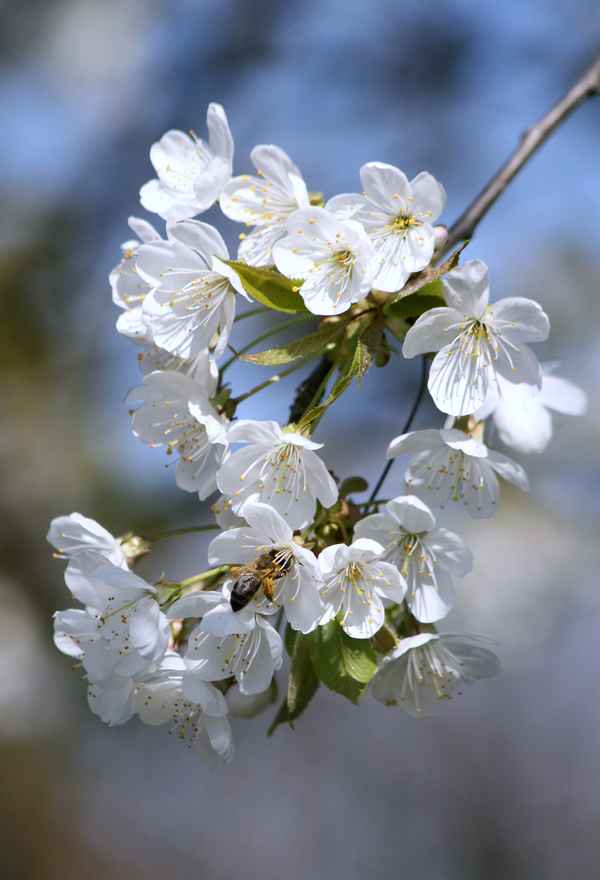 obstblüte....kirsche