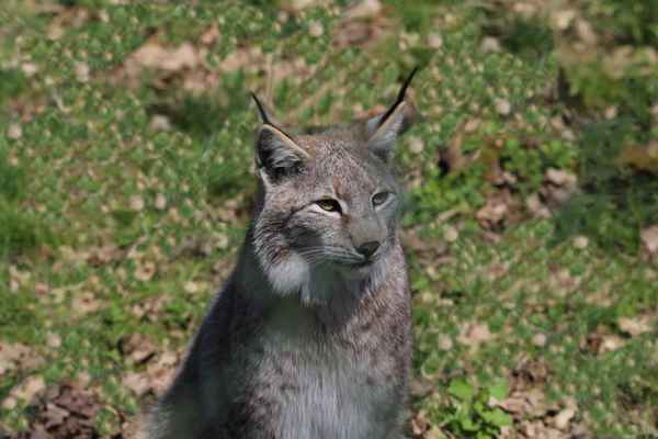Luchs