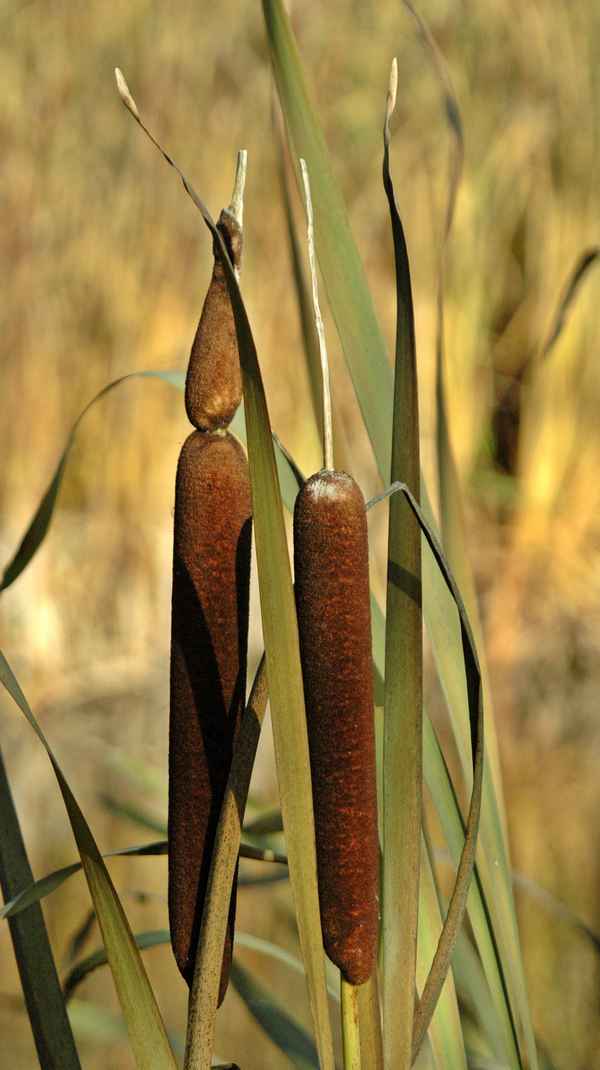 Rohrkolben im Herbst
