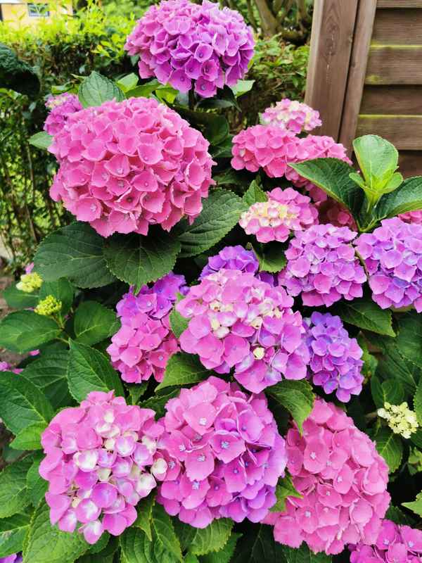 Hortensienblüten