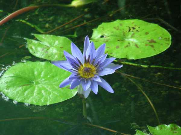 blaue Teichrose