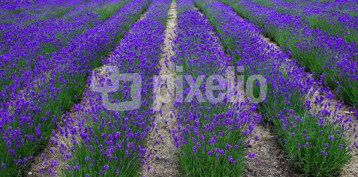Lavendel-Perspektive