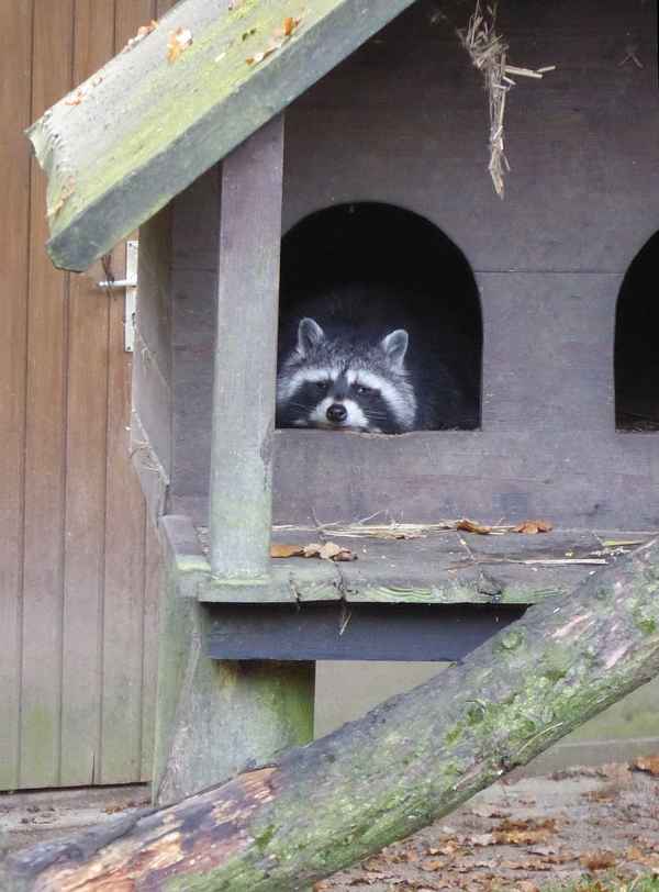 Waschbär im Düsseldorfer Wildpark