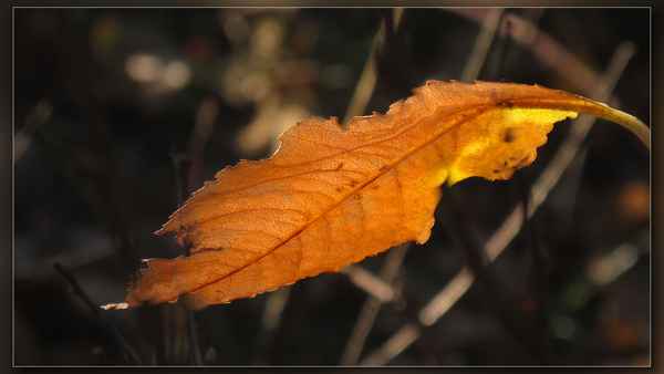 grünes Blatt