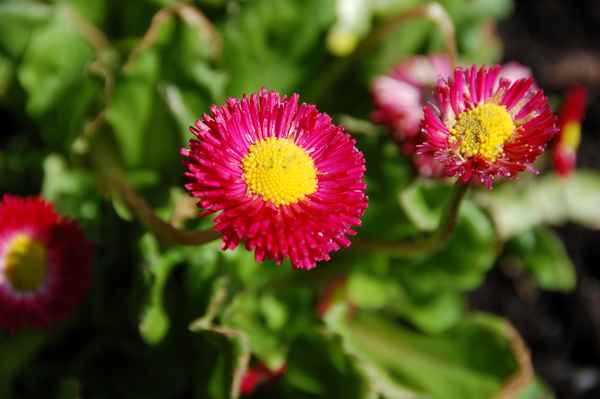 Blumen 3
