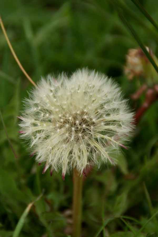 Pusteblume