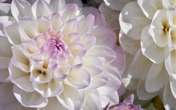 Weiße Blütenpracht