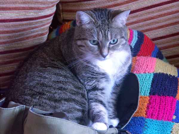 Ich will in die Tasche!