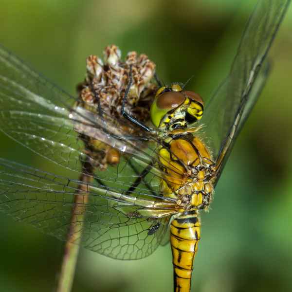 Heidelibelle