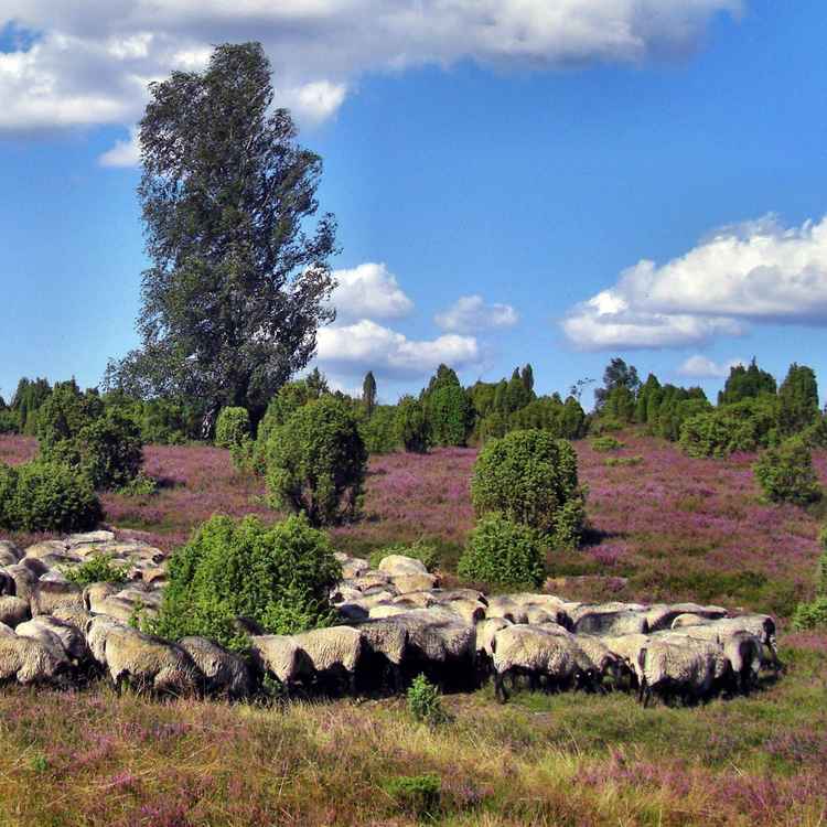 Auf der Lüneburger Heide