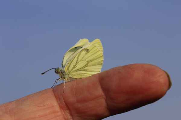 ich muss mich noch entfalten