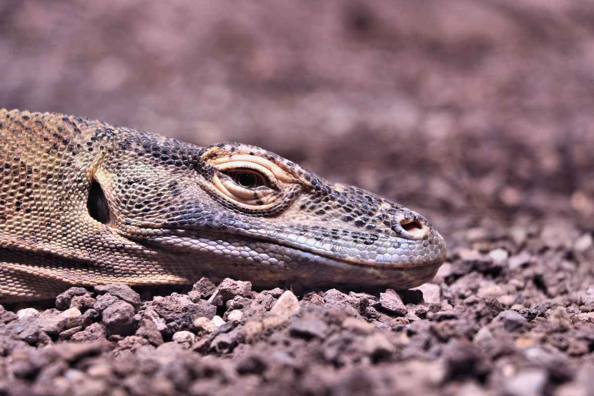 Leguan