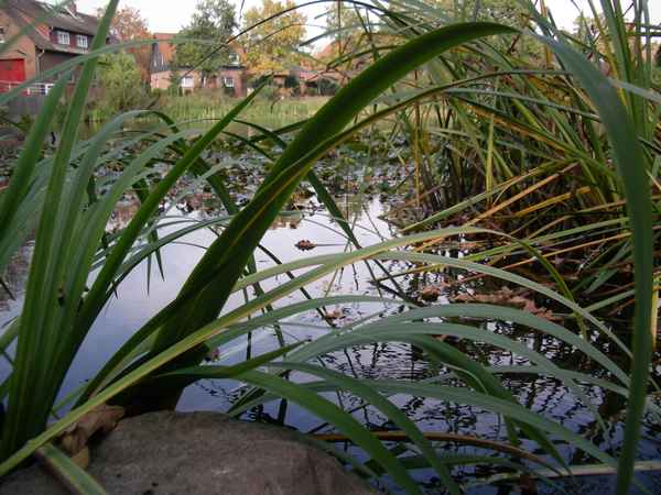 Teichlandschaft