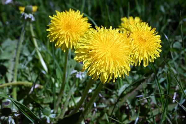 Drei gelbe Blüten