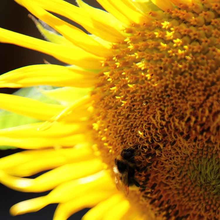 Sonnenblume im Gegenlicht