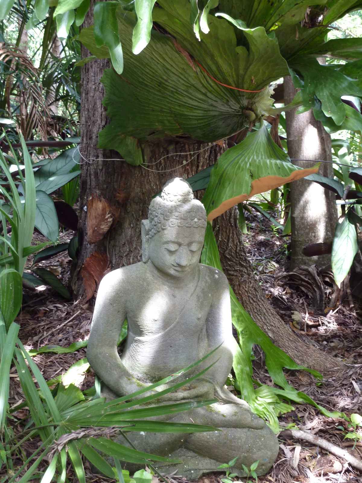 siddhartha