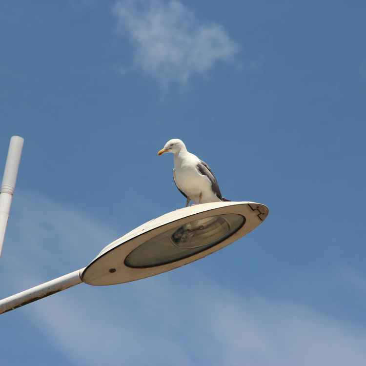 Möwe auf Straßenlampe