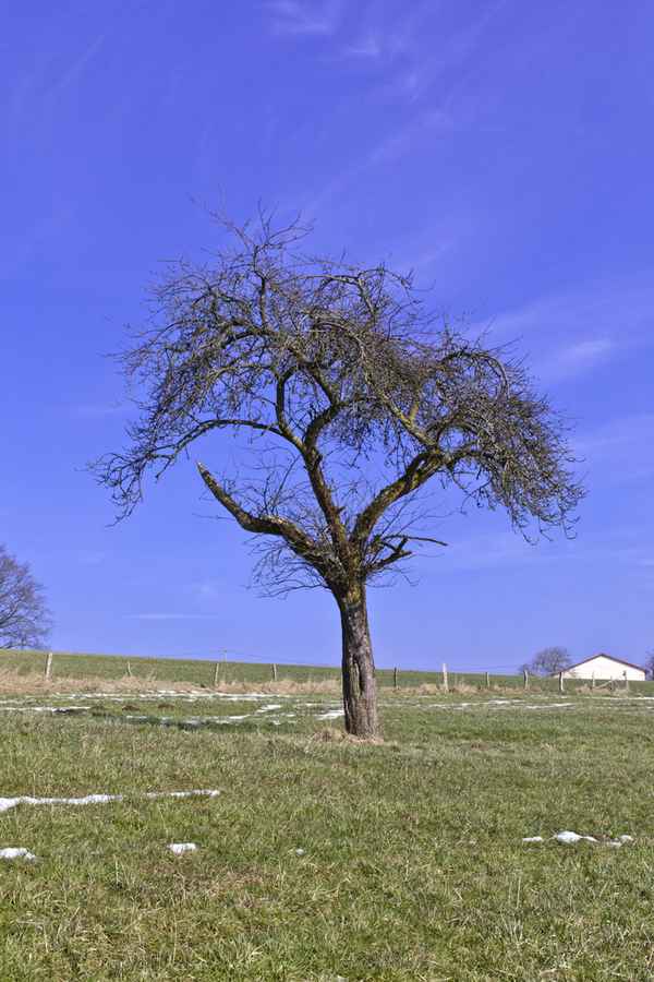 Der letzte auf der Streuobstwiese