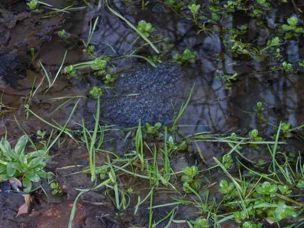 Froschlaich im Teich