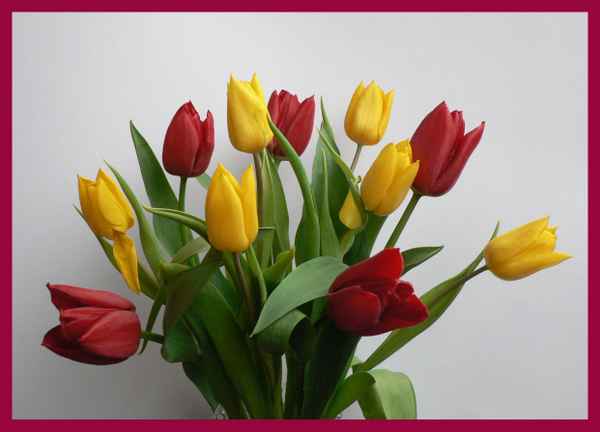 Tulpen
